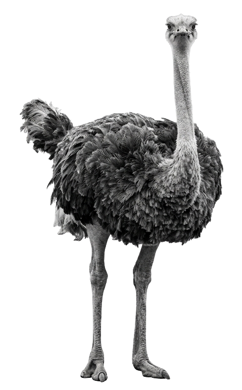 An ostrich standing face-on, photographed in black and white