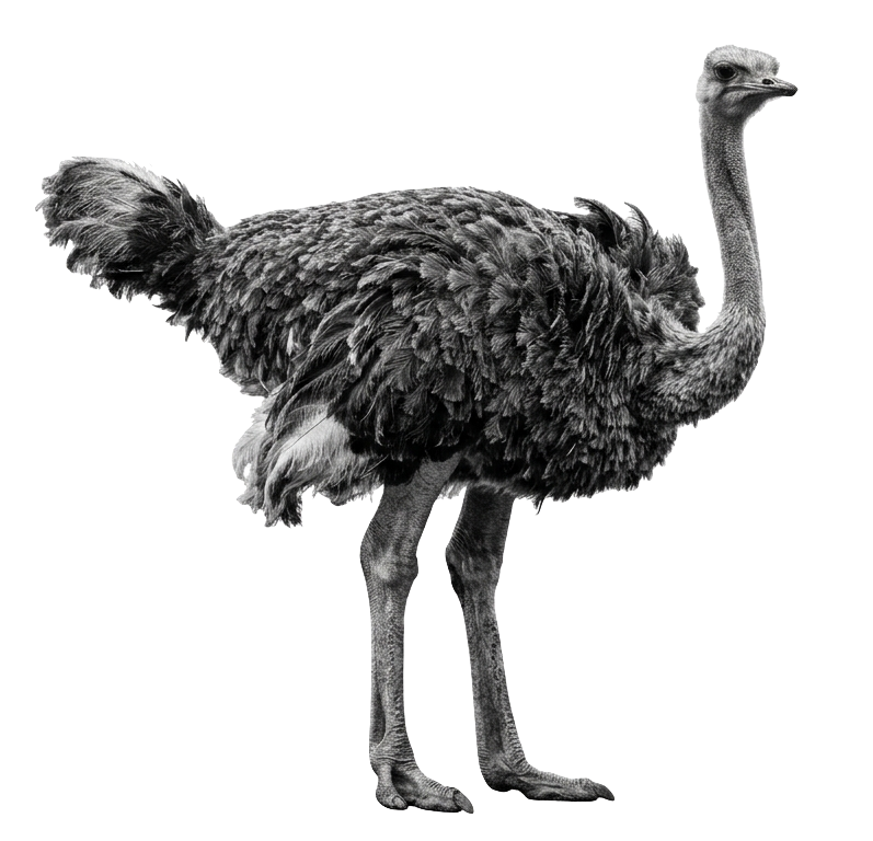 An ostrich standing, photographed in black and white